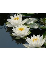 Alicia J. Middleton - Alicia J. Middleton