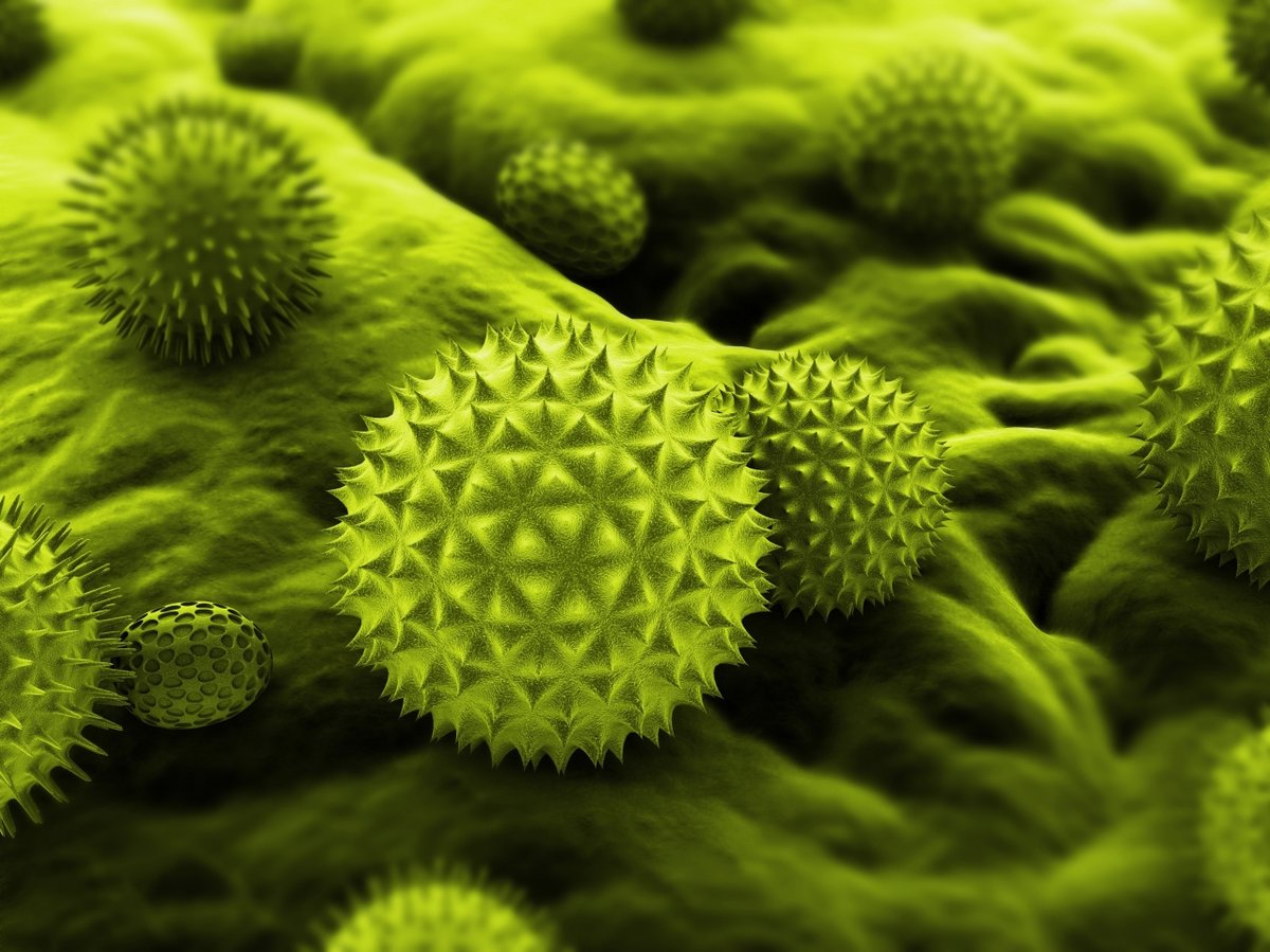 Allergy and Asthma Center - Allergy and Asthma Center