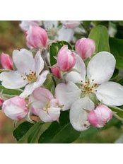 Apple Blossom Dentistry - Apple Blossom Dentistry