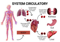 Astra Vein Treatment Center (Bronx) - Astra Vein Treatment Center (Bronx)