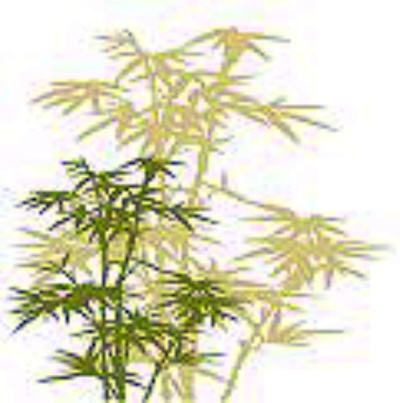 Bea Masters Acupuncture - Bea Masters Acupuncture