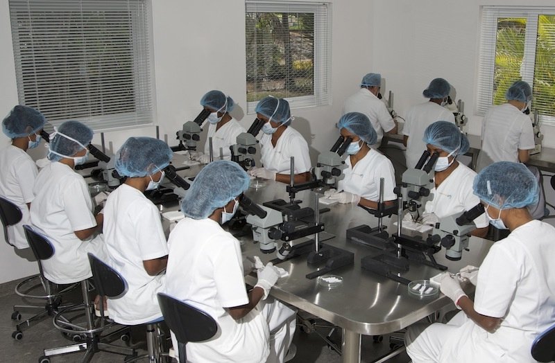 Centre de Chirurgie Esthétique de l'Océan Indien - Centre de Chirurgie Esthétique de l'Océan Indien