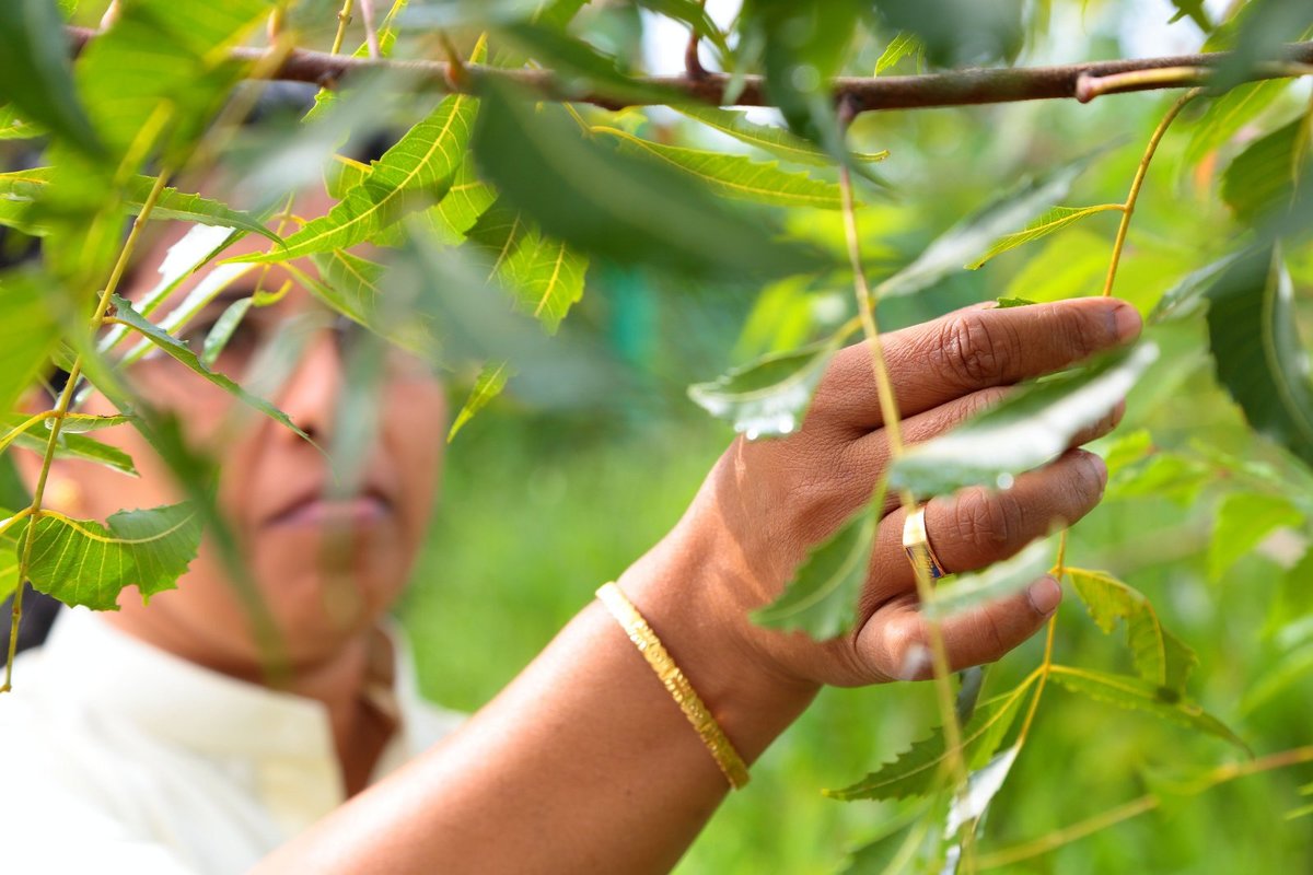 Dharma Ayurveda Healing Retreat - Dharma Ayurveda Healing Retreat