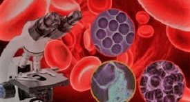 Dr Lottering Inc. - Dr Lottering Inc.