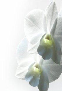 الوئام الخصيب - Fertile Harmony