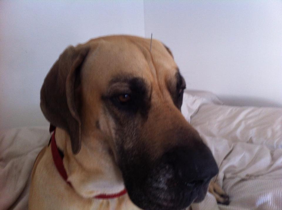 Lisa Morrissey Acupuncture - Lisa Morrissey Acupuncture