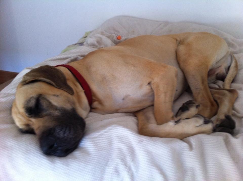 Lisa Morrissey Acupuncture - Lisa Morrissey Acupuncture