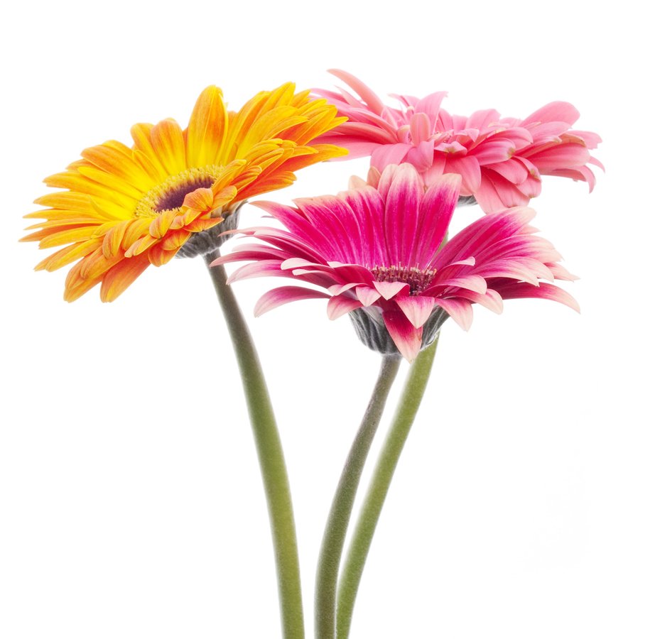 Medical Travel Czech Republic - Plastic Surgery - Medical Travel Czech Republic - Plastic Surgery