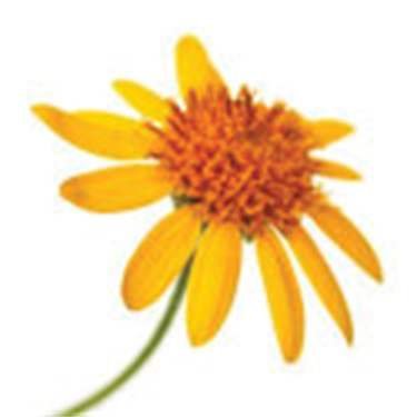 Sanchia Brandreth LHCEA CMA مسجل هوموباث - Sanchia Brandreth LHCEA CMA Registered Homeopath