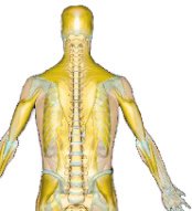 Top to Toe Physiotherapy South Bristol - Top to Toe Physiotherapy South Bristol