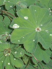 البرية عن الأعشاب - Wild about Herbs